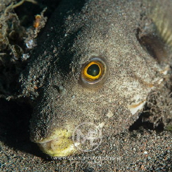 Lined pufferfish found covered in sand, a not so usual wa... by Arno Enzo 